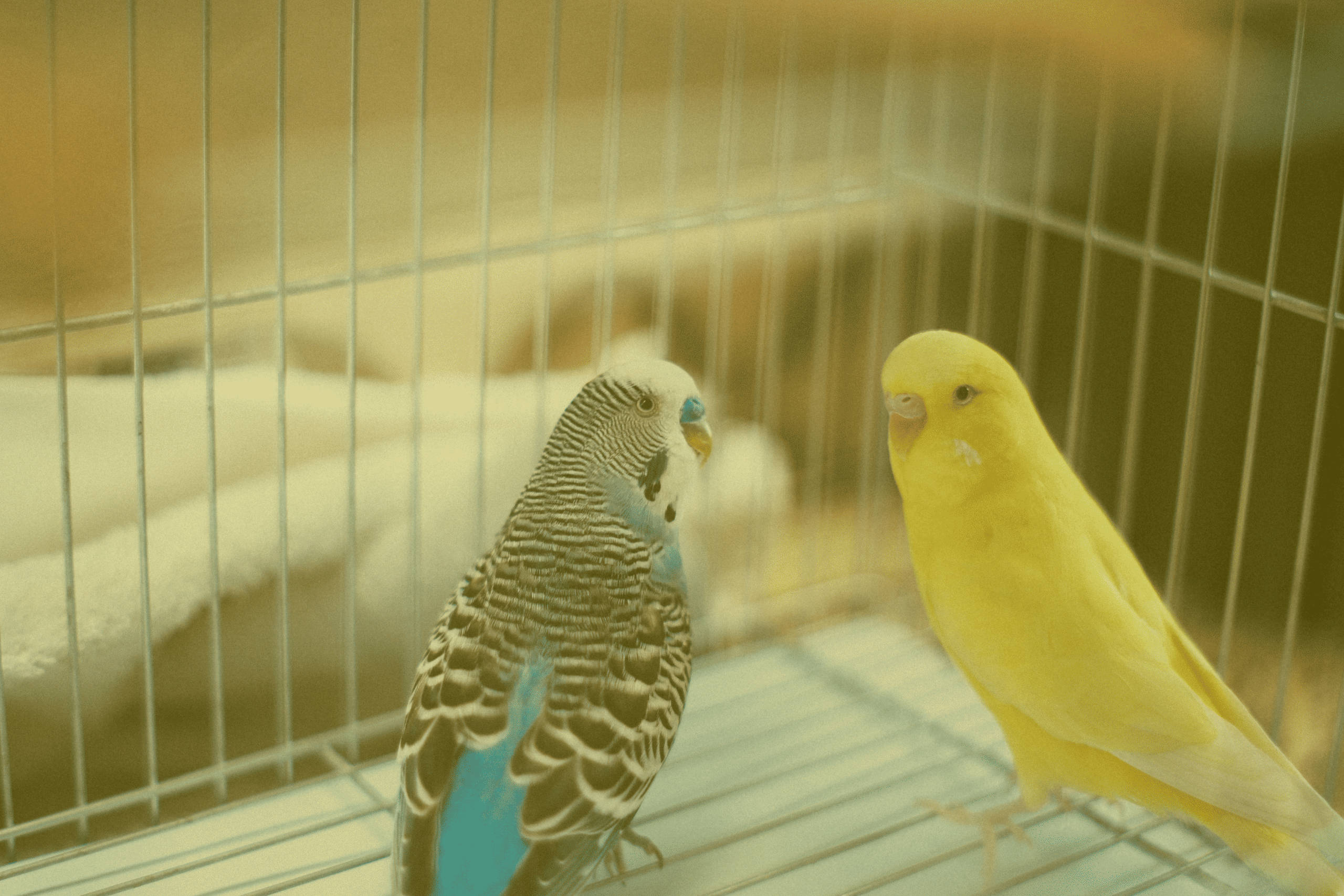 Como lidar com pais do parceiro que exercem manipulação emocional e controlam a vida do adulto